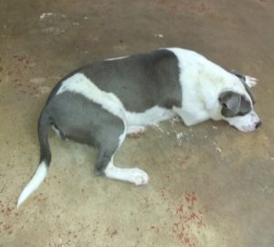 dog laying on concrete