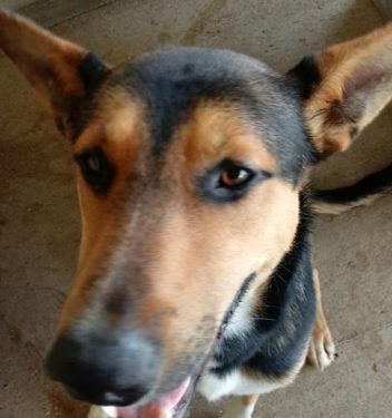 Shepherd mix dog