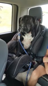 dog in carseat
