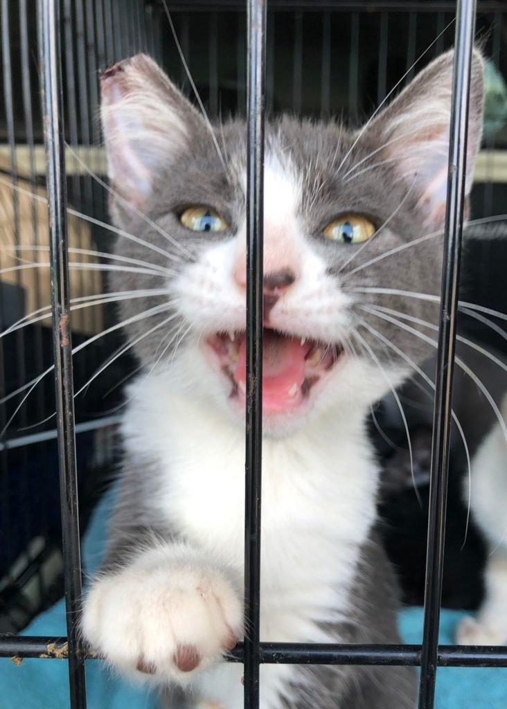 Kitten Adoption Event: August 16